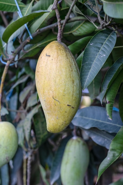 Köstliche gelbe reife Mango, die am Baum in einem Hausgarten hängt