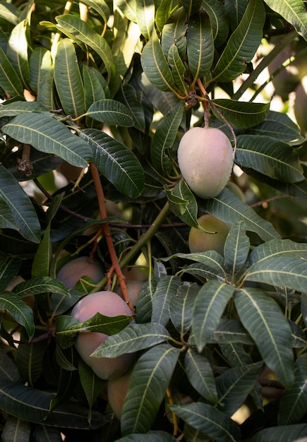 Foto köstliche rohe mangofrucht in einem baum