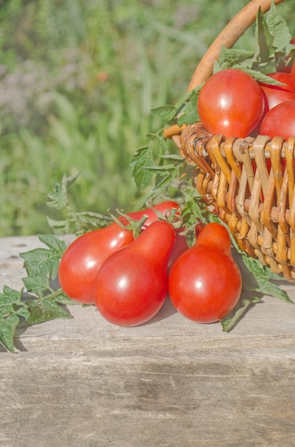 Köstliche rote Tomaten Tomaten auf alten Holztisch