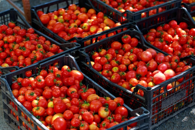 köstliche rote Tomaten