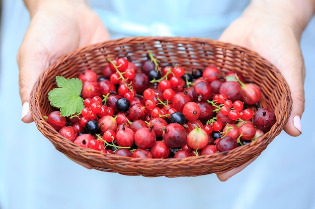 Köstliche Sommerernte von Beeren in einem Weidenkorb. In den Händen eines Korbes mit leuchtend saftigen Beeren. Detox Zutaten für Smoothies