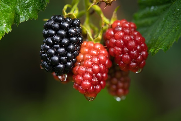 Köstliche und saftige Brombeerfrüchte auf einem Busch im Garten