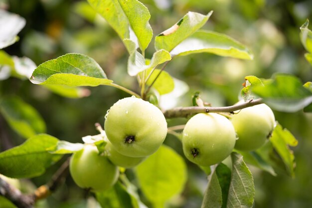 Köstliche und saftige grüne Äpfel auf dem Baum im Garten