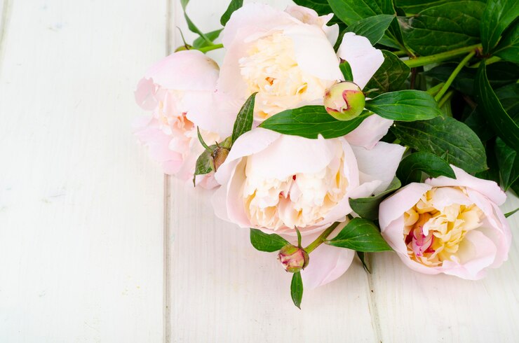 Foto köstliche zarte rosa pfingstrosen auf weißer holzoberfläche