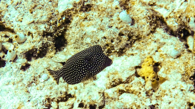 Kofferfisch (Ostracion Cubicus) auf den Malediven.