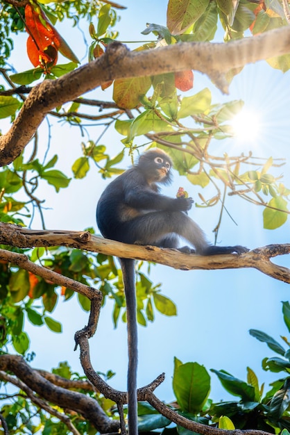 Koh Phaluai Mu Ko Ang Thong Parque Nacional Golfo da Tailândia Si