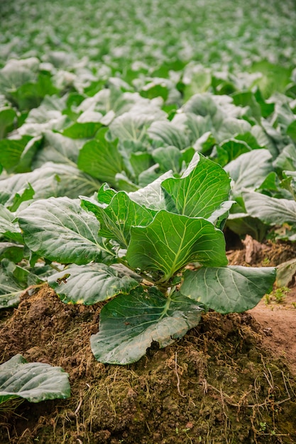 Kohl, der im Garten wächst