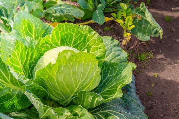 Kohl im Garten. Gemüse im Garten. Ernte zu Hause. GVO-freies Gemüse.