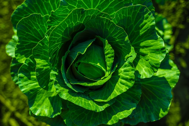 Kohl im Garten im Garten