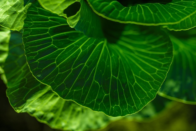 Kohl im Garten im Garten