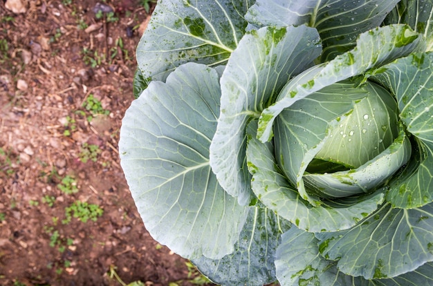 Kohl im Garten mit Platz zum Kopieren