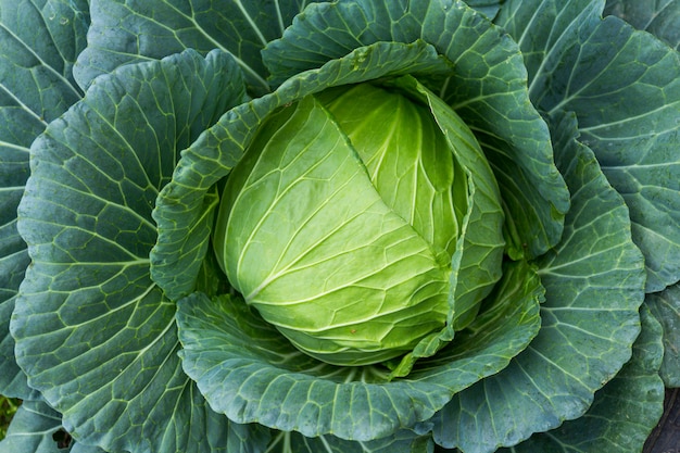 Kohl im Garten