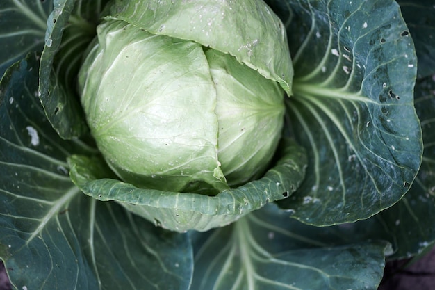 Kohl im Garten