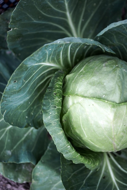 Kohl im Garten