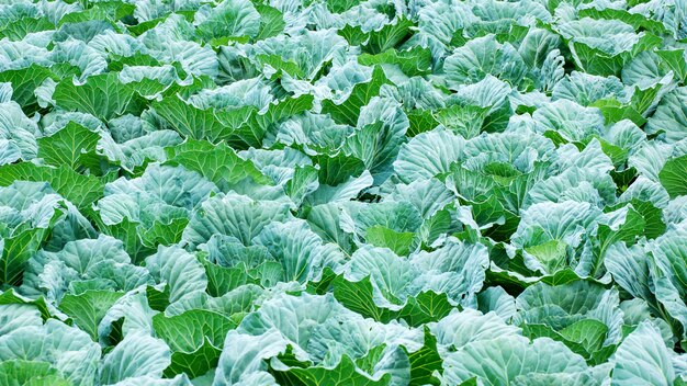 Kohl im Gemüsegarten.