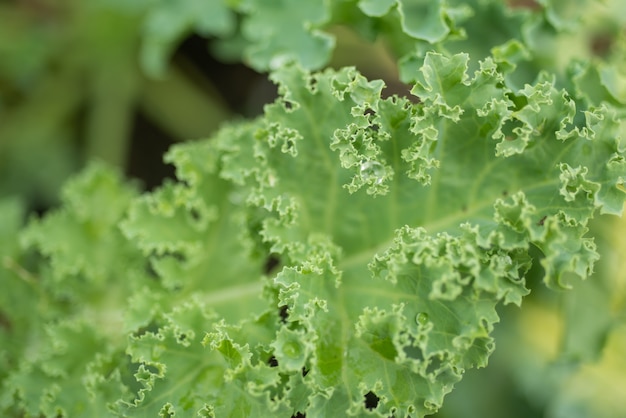 Kohl im Gemüsegarten