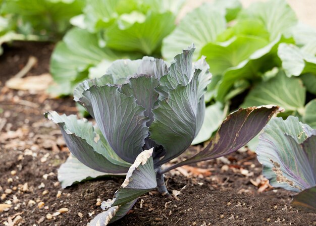 Kohl im heimischen Garten