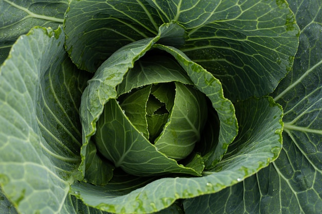 Kohl-Kachan steht in voller Blüte Garten