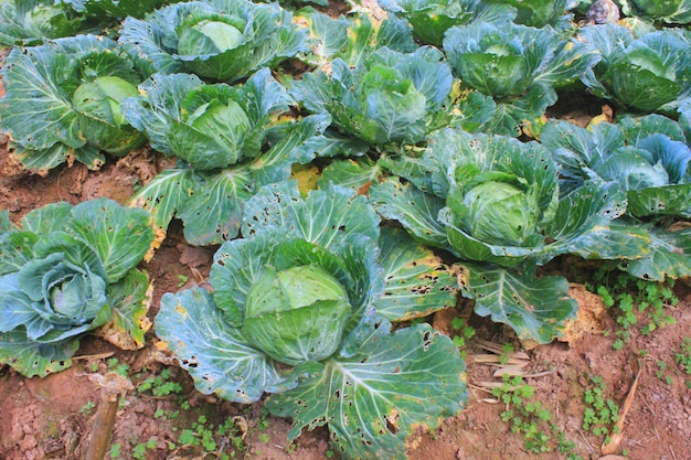 Kohl Landwirtschaft Felder