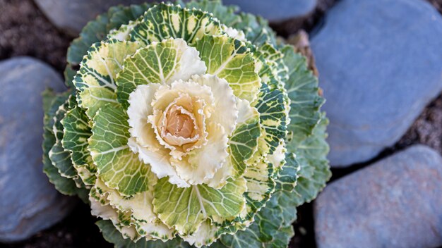 Kohl oder blumenkohl nahaufnahme mit offenen blättern