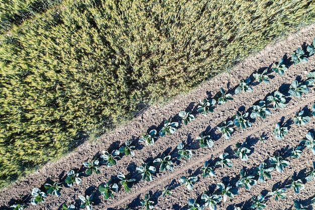 Kohl und Weizen in einem Feld in Bas-Rhin - Elsass, Frankreich