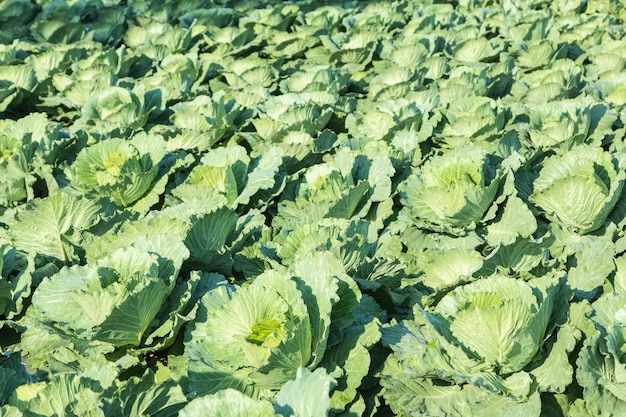 Kohl wächst auf dem Feld