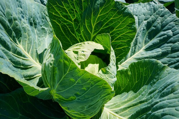 Kohl wächst im Garten, großer und saftiger Kohl