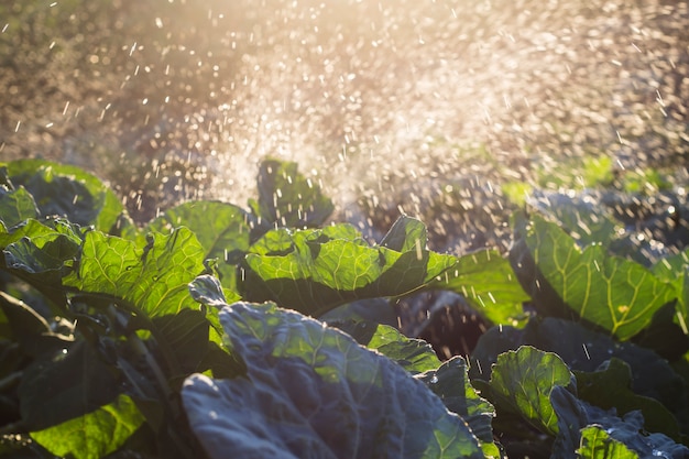 Kohl wächst im Garten und wird mit einem Brunnen gegossen