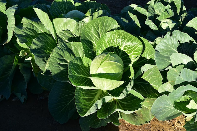 Foto kohl wächst im garten