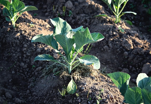 Kohl wächst im Garten