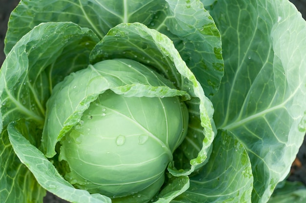 Kohl wächst im Garten