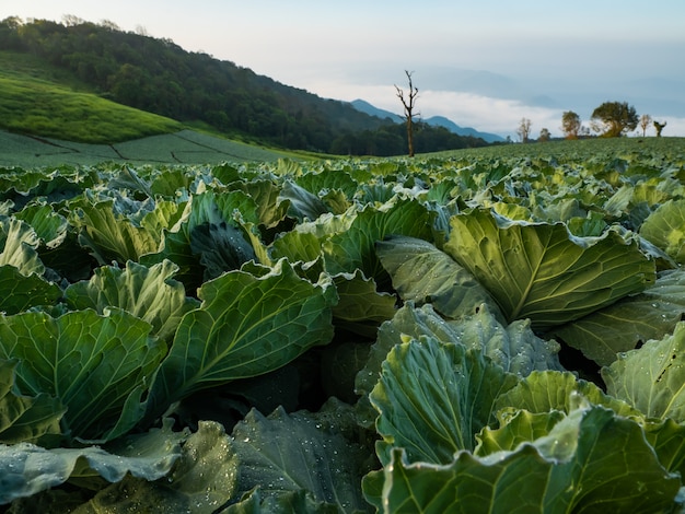 Kohl wird am Fuße des Hügels gepflanzt