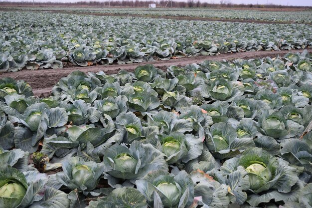 Kohlfeld Anbau von Kohl in einem offenen Boden auf dem Feld Monat Juli Kohl noch die jungen