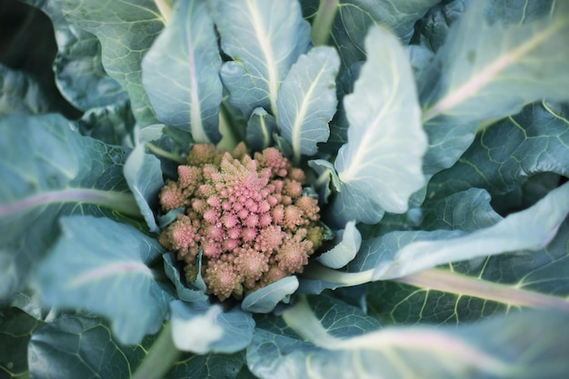 Kohlkopf im grünen Laub im Garten, im Gemüse und in der Landwirtschaft.