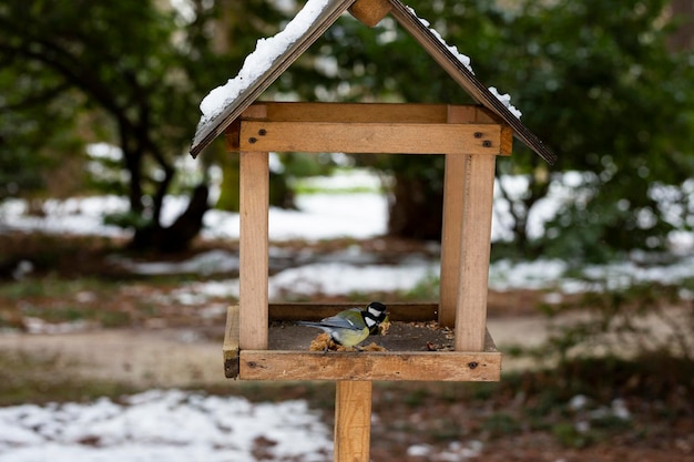 Kohlmeise an einem Vogelhäuschen das Konzept, Tieren im Winter zu helfen