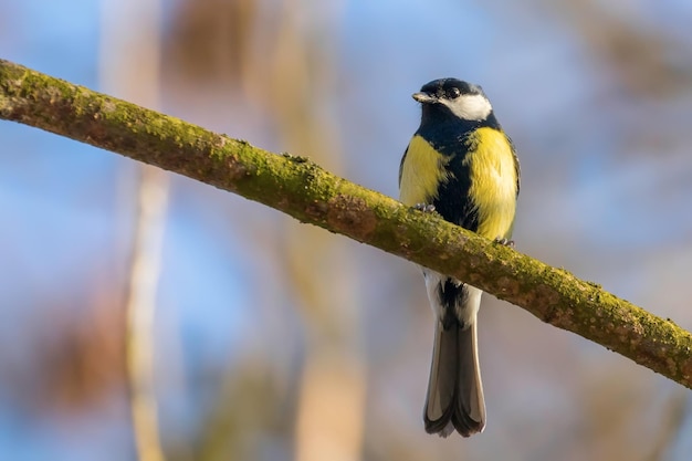 Kohlmeise auf Ast (Parus major) Süßer kleiner Vogel