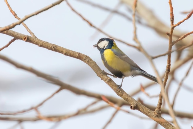 Kohlmeise auf Ast (Parus major) Süßer kleiner Vogel