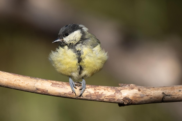 Kohlmeise Parus große Kohlmeise in der natürlichen Umgebung auf einem Ast