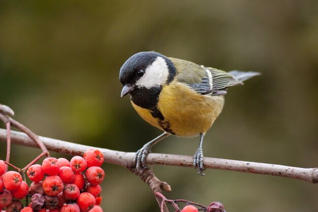 Kohlmeise Parus Major auf Zweig mit roten Beeren