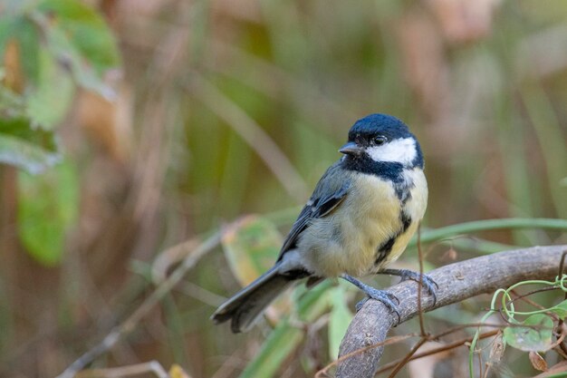 Kohlmeise (Parus major) Cordoba, Spanien