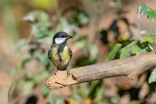 Kohlmeise Parus major Malaga Spanien