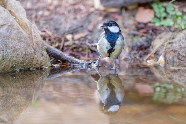 Kohlmeise Parus major Malaga Spanien