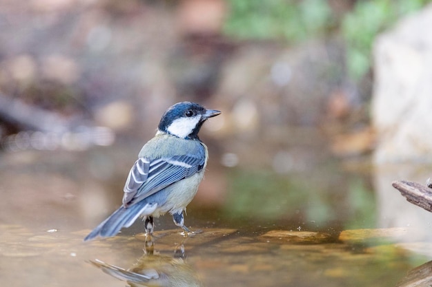 Kohlmeise Parus major Malaga Spanien