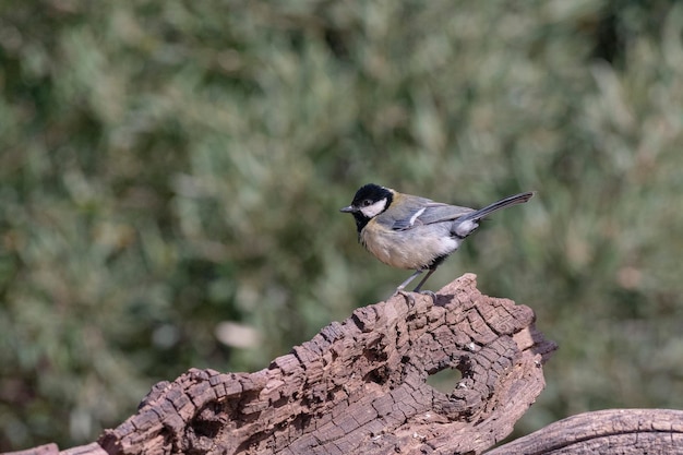 Kohlmeise Parus Major Mlaga Spanien