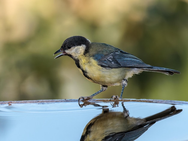 Kohlmeise (Parus major).