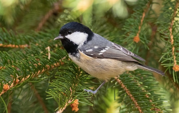 Kohlmeise Periparus ater Ein Vogel sitzt auf einem Fichtenzweig