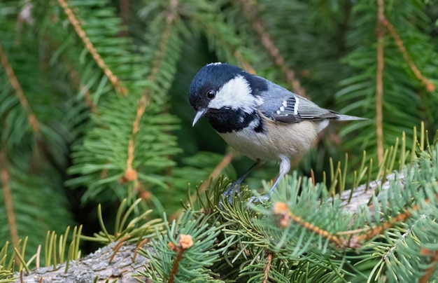 Kohlmeise Periparus ater Ein Vogel sitzt auf einem Fichtenzweig