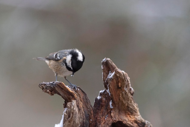 Kohlmeise Periparus ater Malaga Spanien