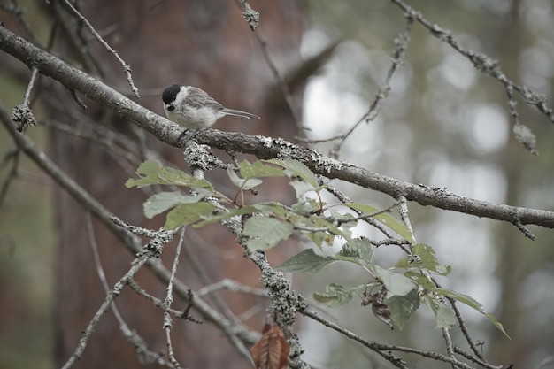 Kohlmeise sitzt im Baum auf einem Ast Wildtier auf Nahrungssuche Tieraufnahme