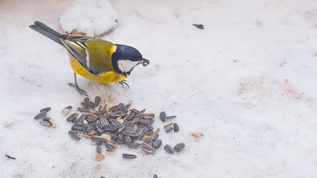 Kohlmeise und Sonnenblumenkerne auf dem Schnee im Winter Füttern Sie die Vögel im Winter